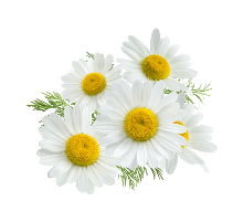 Porta Portese ein Tor ein Flohmarkt camillen blumen